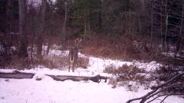 7 point buck tracking doe and doe running by in the distance