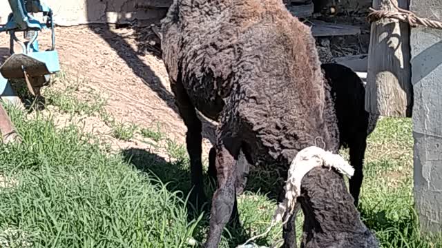 Here are some more rams.