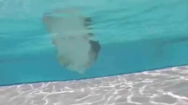 Funny Dog Videos 2021😂 Corgi Swimming in Pool #shorts