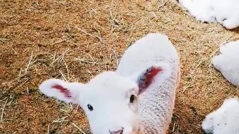 baby goat eating show