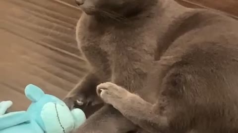 Funny Feline Gets All Wobbly