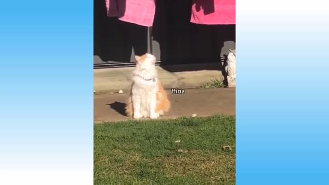 TRY NOT TO LAUGH | Endearing, Funny Pets & Animals Compilation #97