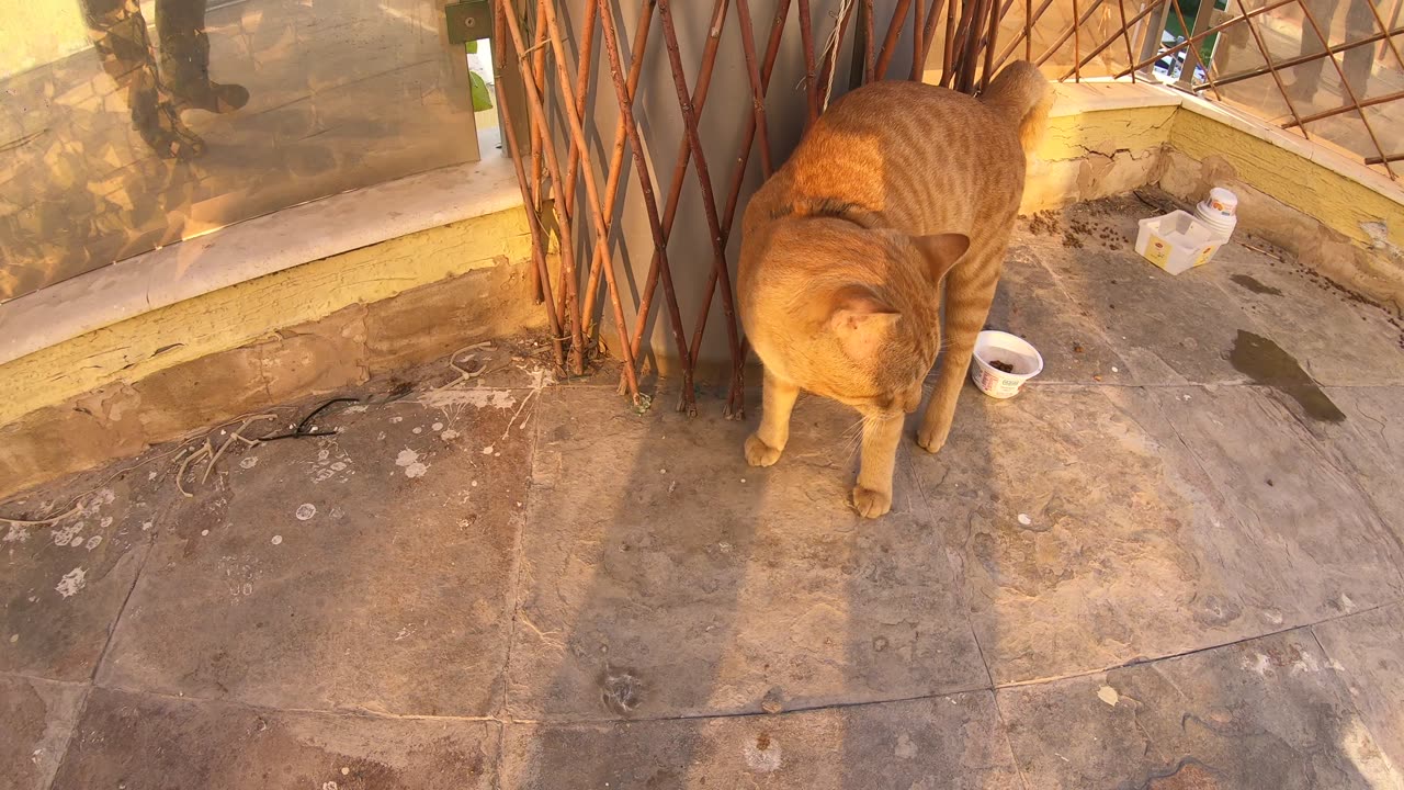 Homeless cats in UAE, Ras Al Khaimah: ED SHEERAN & MICHAEL JACKSON #cats #MichaelJackson #EdSheeran