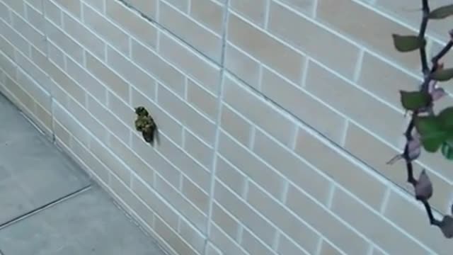 Puppy Poops On a Wall