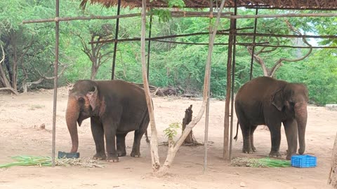 Indian elephants in zoo