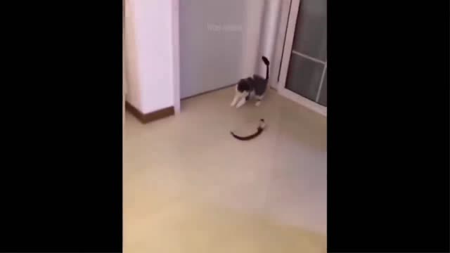 Funny dogs