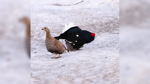 Black grouse on the grassland