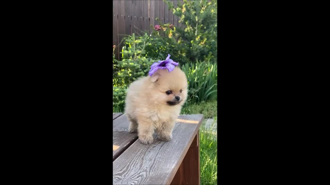 funny dog
