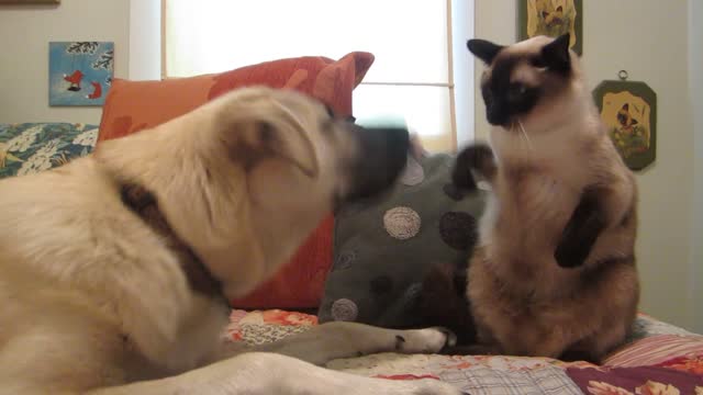 Cat vs dog 🐶 boxing match 🥊🥊 #Cats #Dog