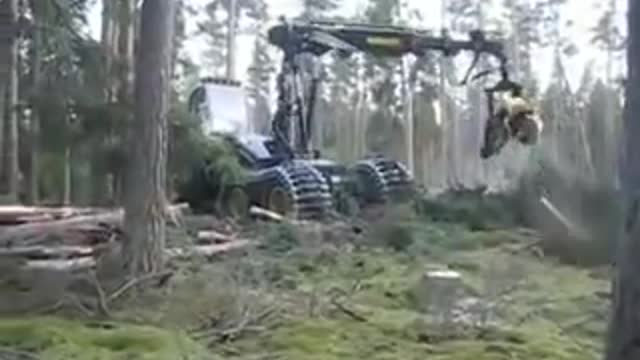 Latest Machine to cut full tree into pieces of equal size in few second