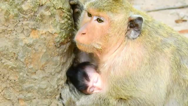 Funny animals# baby monkey #91# love animals