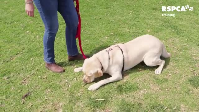 DOG TRAINING how to teach your dog to sit and drop