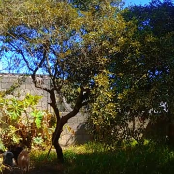 Pintó Primavera en Tacuarembó (16/09/2024)