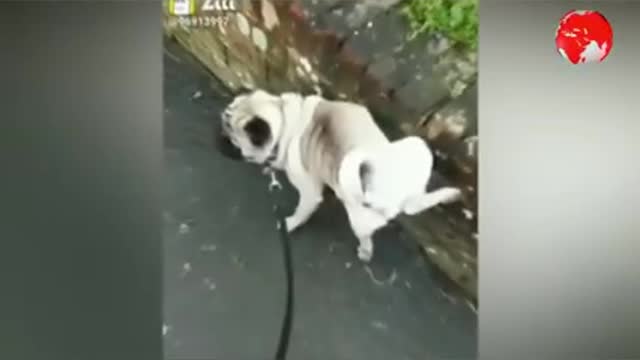 Intelligent dog funny video