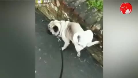 Intelligent dog funny video