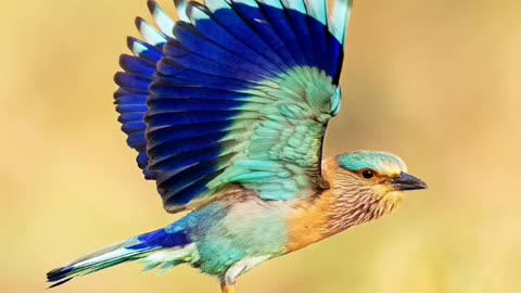 Birds, Wildlife is in closer view with a natural perspective.