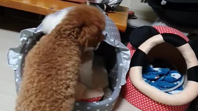 Dogs playing with toys