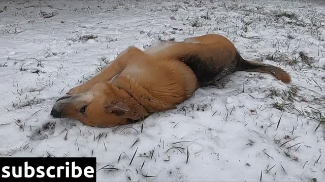 Dog lying on snow