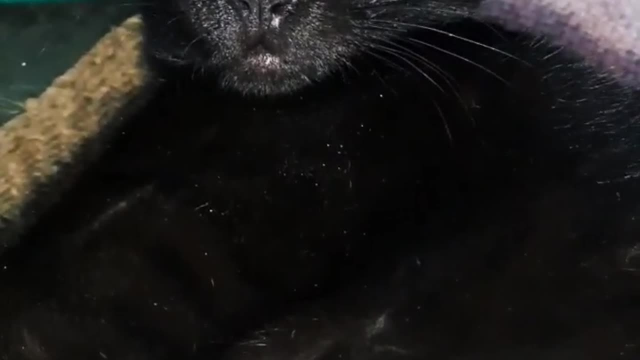 Black 🐈‍⬛🖤 Cat Dangerous😨😨😳😱😱😱omg