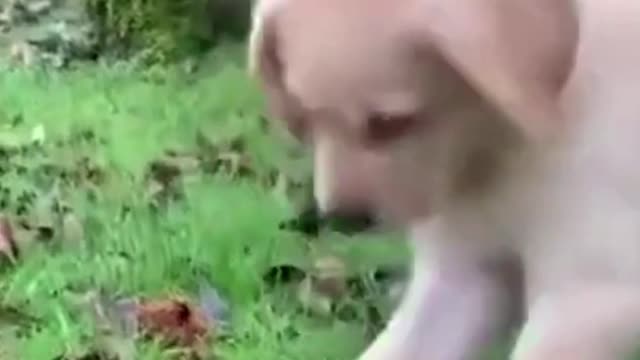 Funny puppy is curious about an unknown stuff