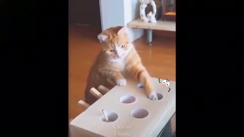 Funny acts of Cats