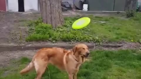 Dog tries to catch frisbee and misses