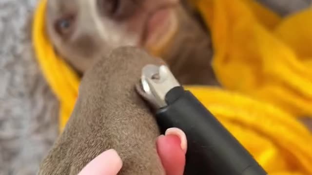 Do you like oscar's spa ?
