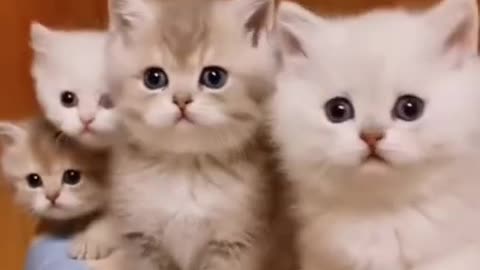 How cute looking kitten