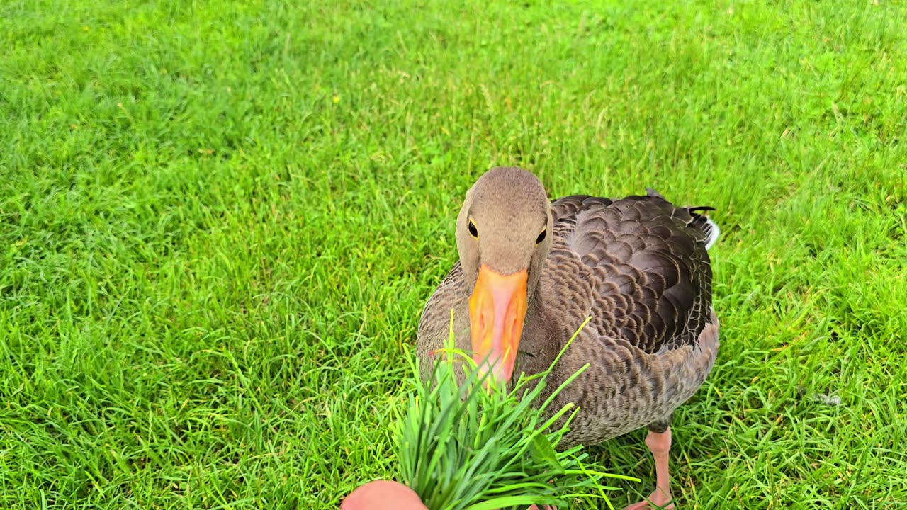 Beautiful wild goose fed / beautiful bird in nature fed by hand / beautiful water bird by the river.