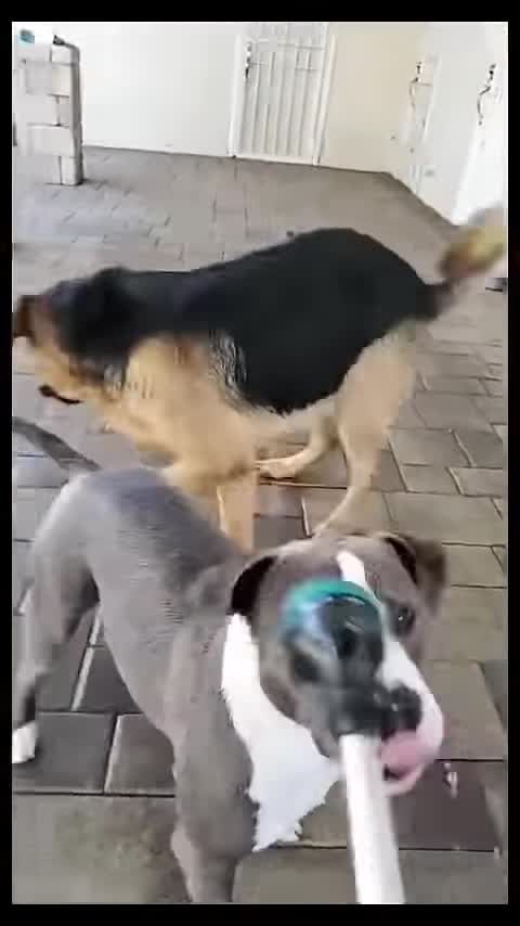 Dog Funny Comedy And Fighting
