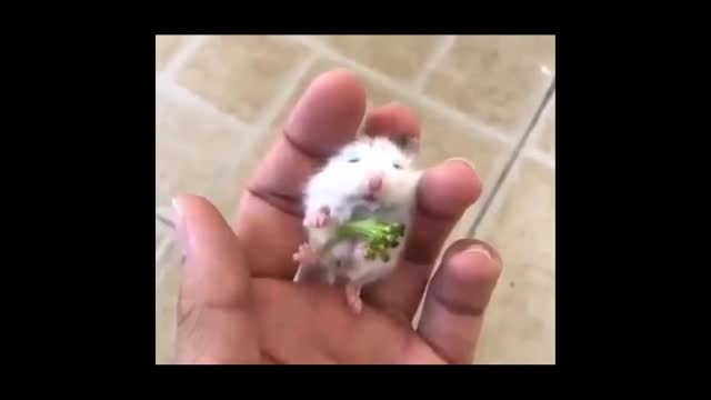 miniature animals