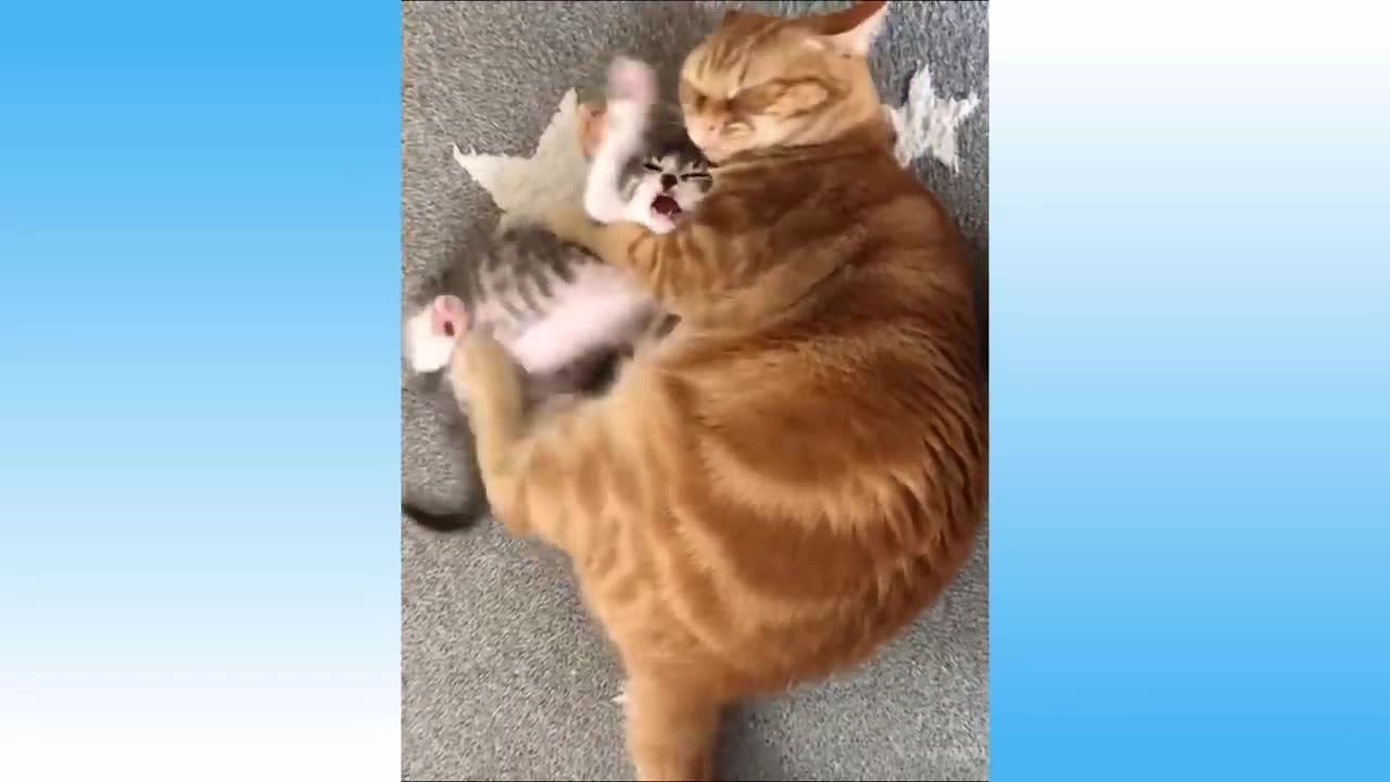 cutes cats funny moments compilation #2