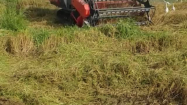 FADDY HARVESTING WITH STORK