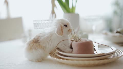 A Bunny Stepping on Plates on top of a Table