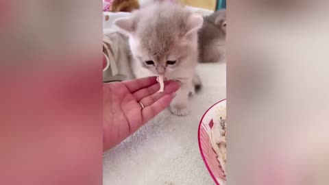🤣🤣Funniest Cat Videos 😆Try Not To Laugh Dogs 🐱🐶