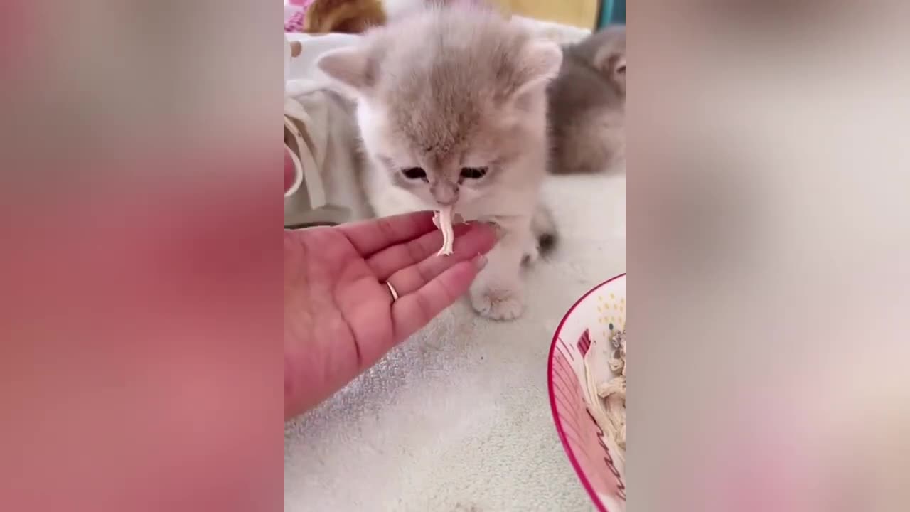 🤣🤣Funniest Cat Videos 😆Try Not To Laugh Dogs 🐱🐶