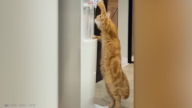 Cat - Moments of Animal Genius That Will Amaze You