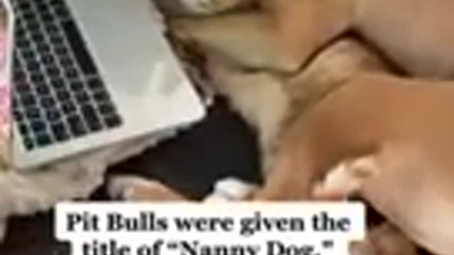 Funny and DOG Videos