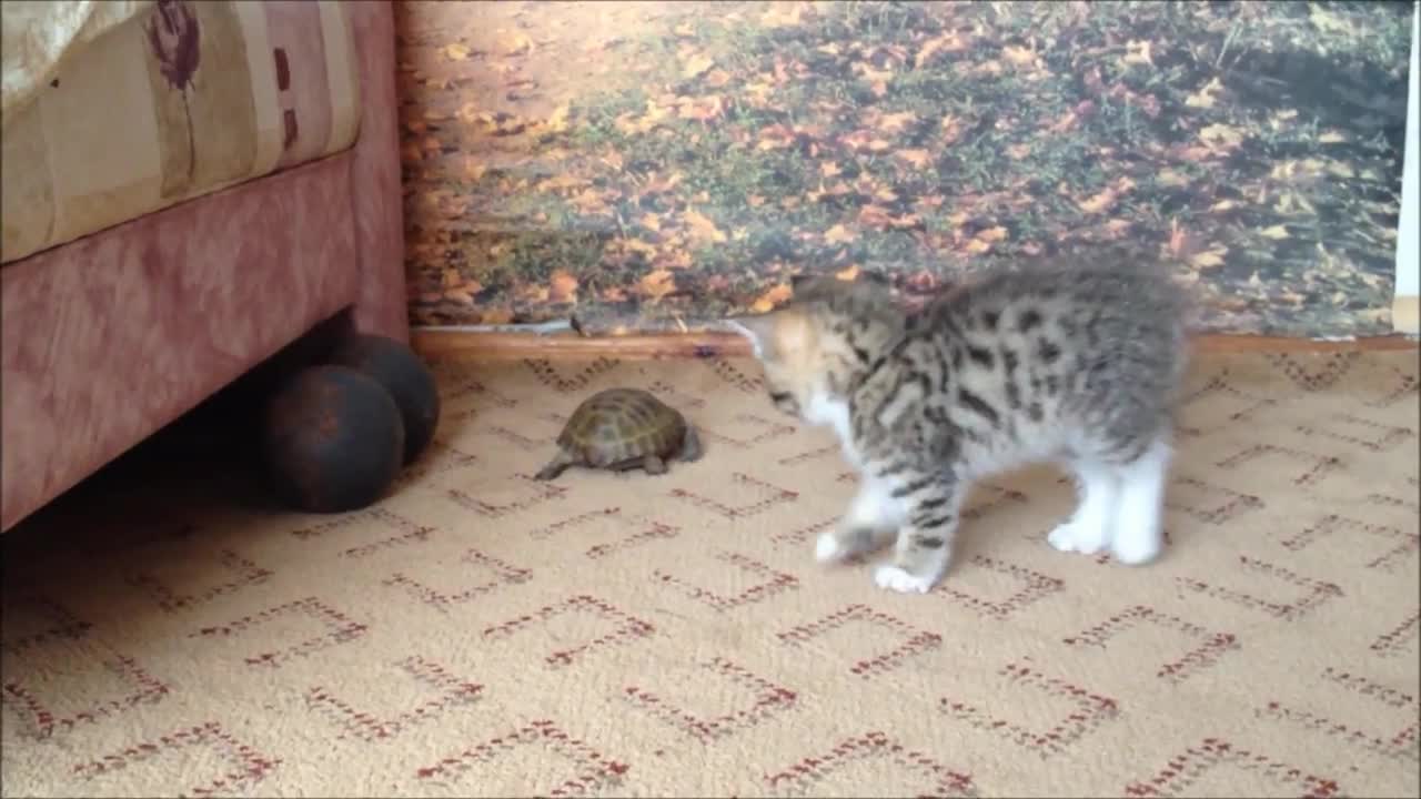 Cat Attacks a Turtle