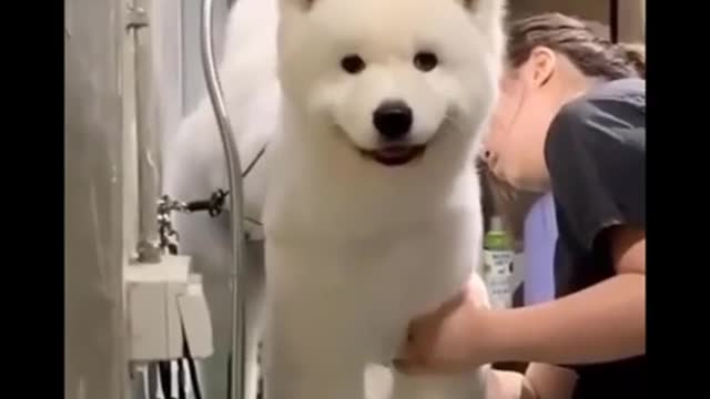 AWW Animals SOO Cute! Videos Compilation cutest and funniest moment of the animals #21