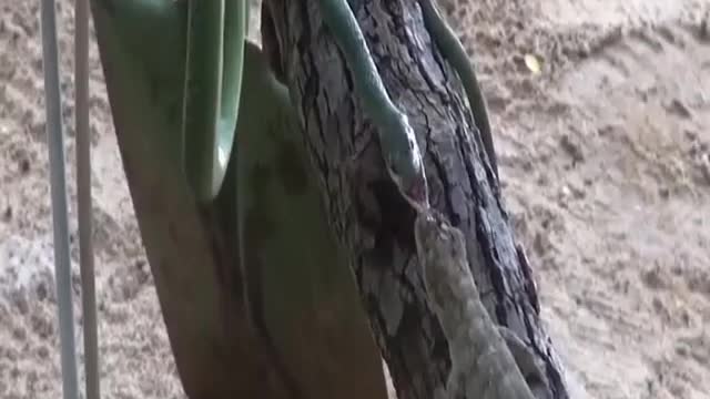 Snake cut in dangerous act