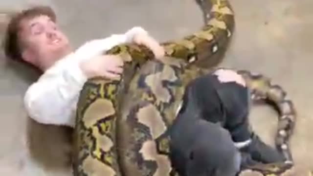 Giant Pythons From Different Perspectives#shorts #animals.
