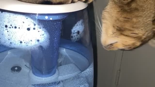 Kitty Hogs Humidifier