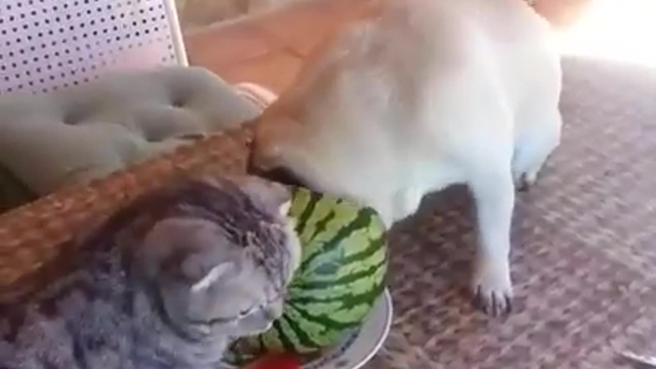 Viral Video Pug and cat love watermelon