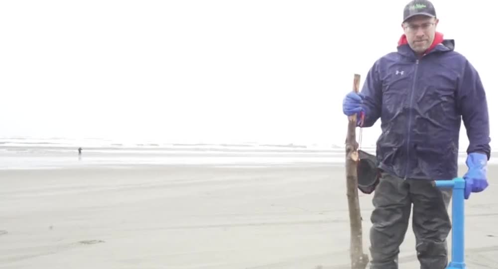 Artifact dug foreign razor clam king, grab directly fried to eat