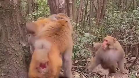 Monkey fight Watch it now