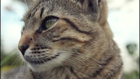 Cute Cat in Grass