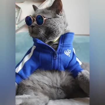 Fashionable cat