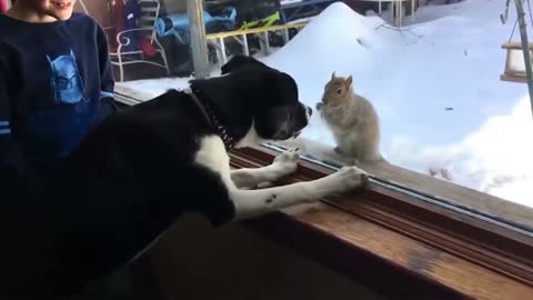 Interactive Dogs