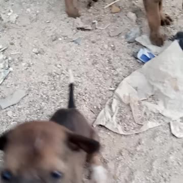 Silly pup tries so hard to catch a buzzing bee this.child